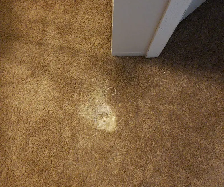 Dog scratching at carpet