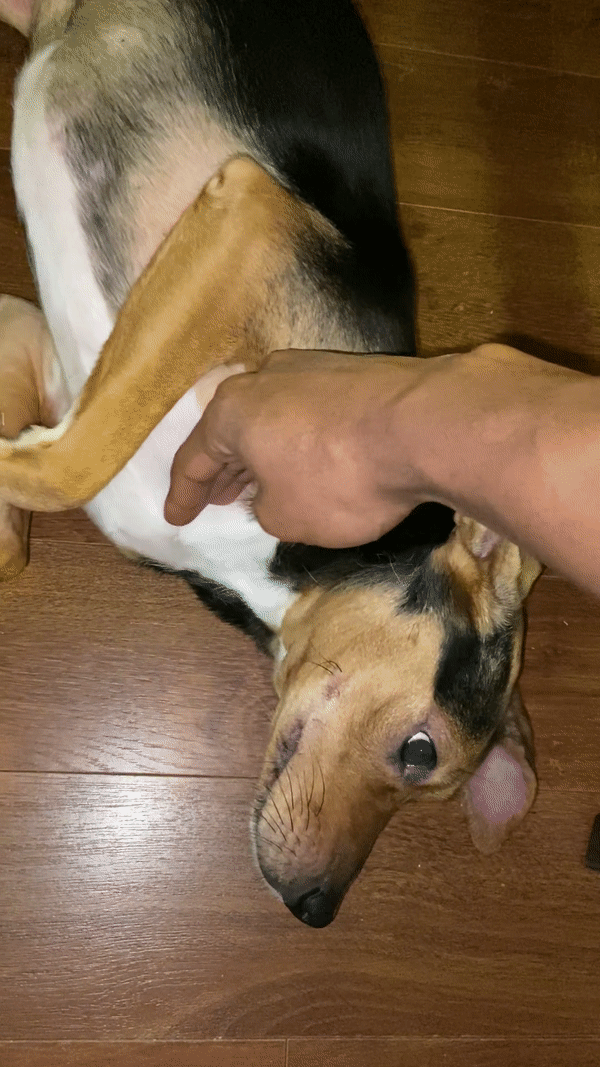 Throat rub method on choking dog