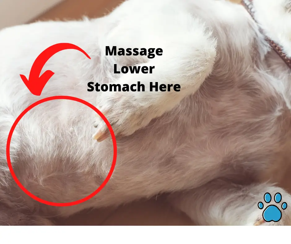massage dog to make them poop