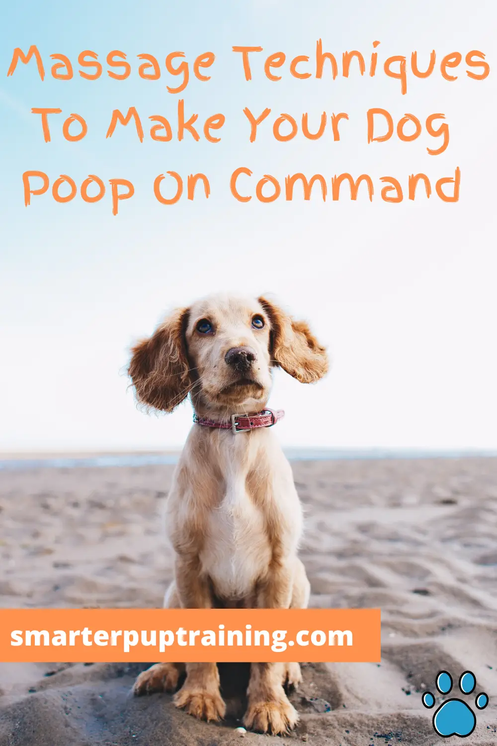 how to get a constipated puppy to poop