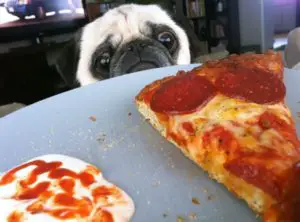 pug begging for food