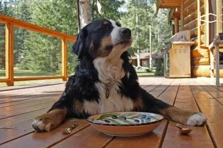 How to stop food aggression in dogs using three fool-proof methods.