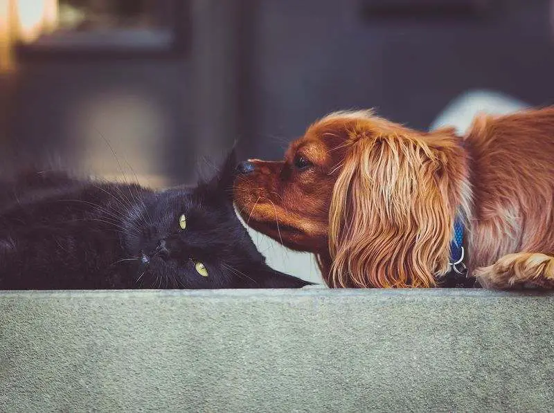 dog sniffing cat