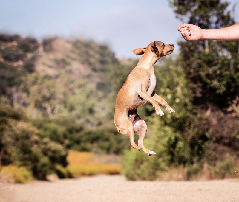 puppy luring jumping