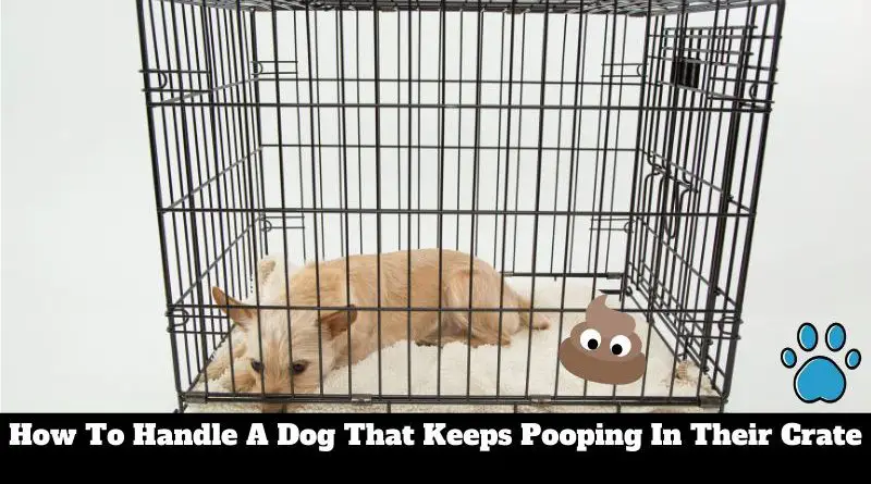Why my dog keeps pooping in his crate