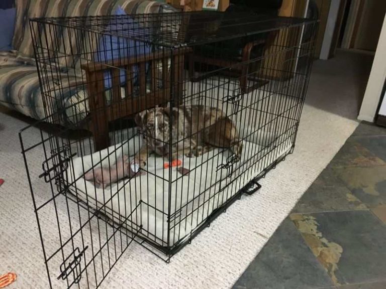 Dog Keeps Pooping in Crate How To Get Them To Stop Fast! [Quick Fix]