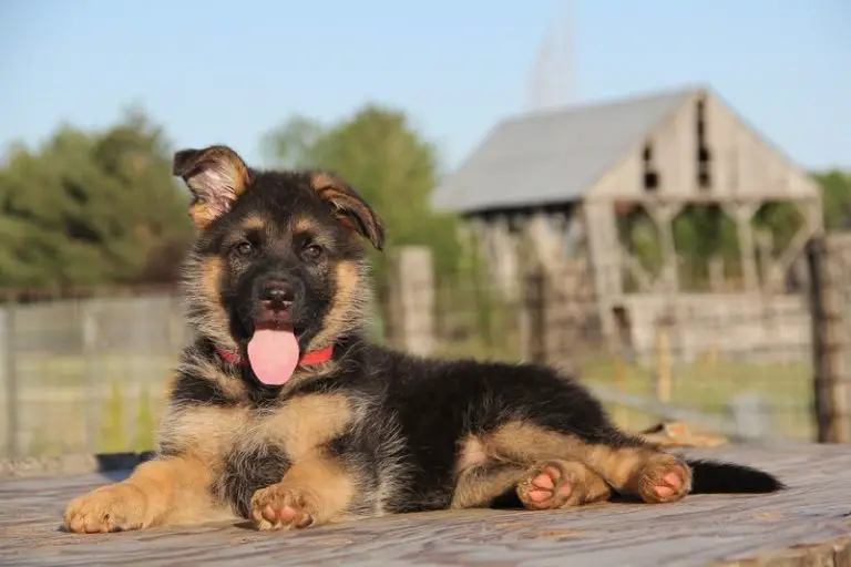 German Shepherd Puppy Crate Training (The Right Way!)