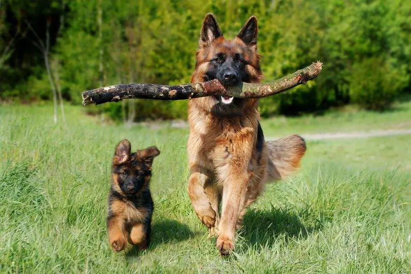 training german shepherd puppy and dog