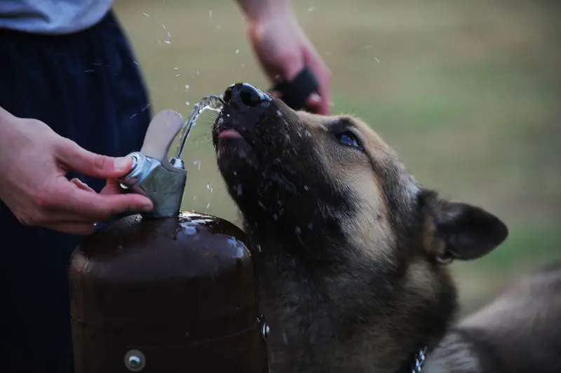 Encourage dogs to drink water whenever possible after surgery.