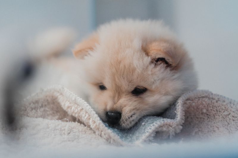 Why Is My 4-Week Old Puppy Constipated: Probable Reasons and Easy Cures