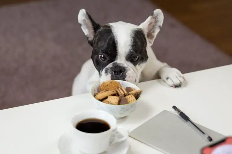 Demand Barking For Food – 2 Step Guide To Get Your Dog To Quit It!