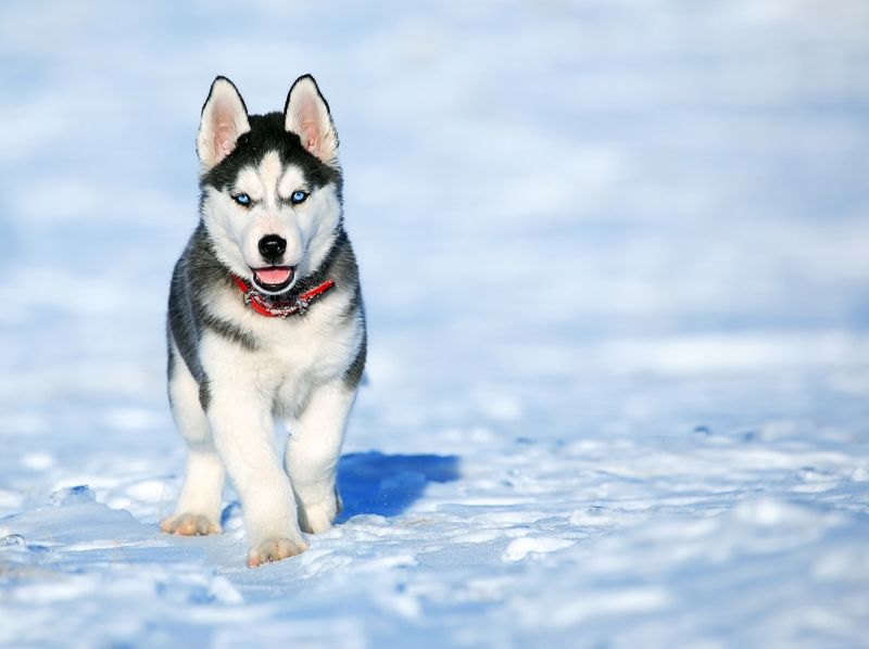 How to potty train any puppy in 3 days or less Smarter Pup Training