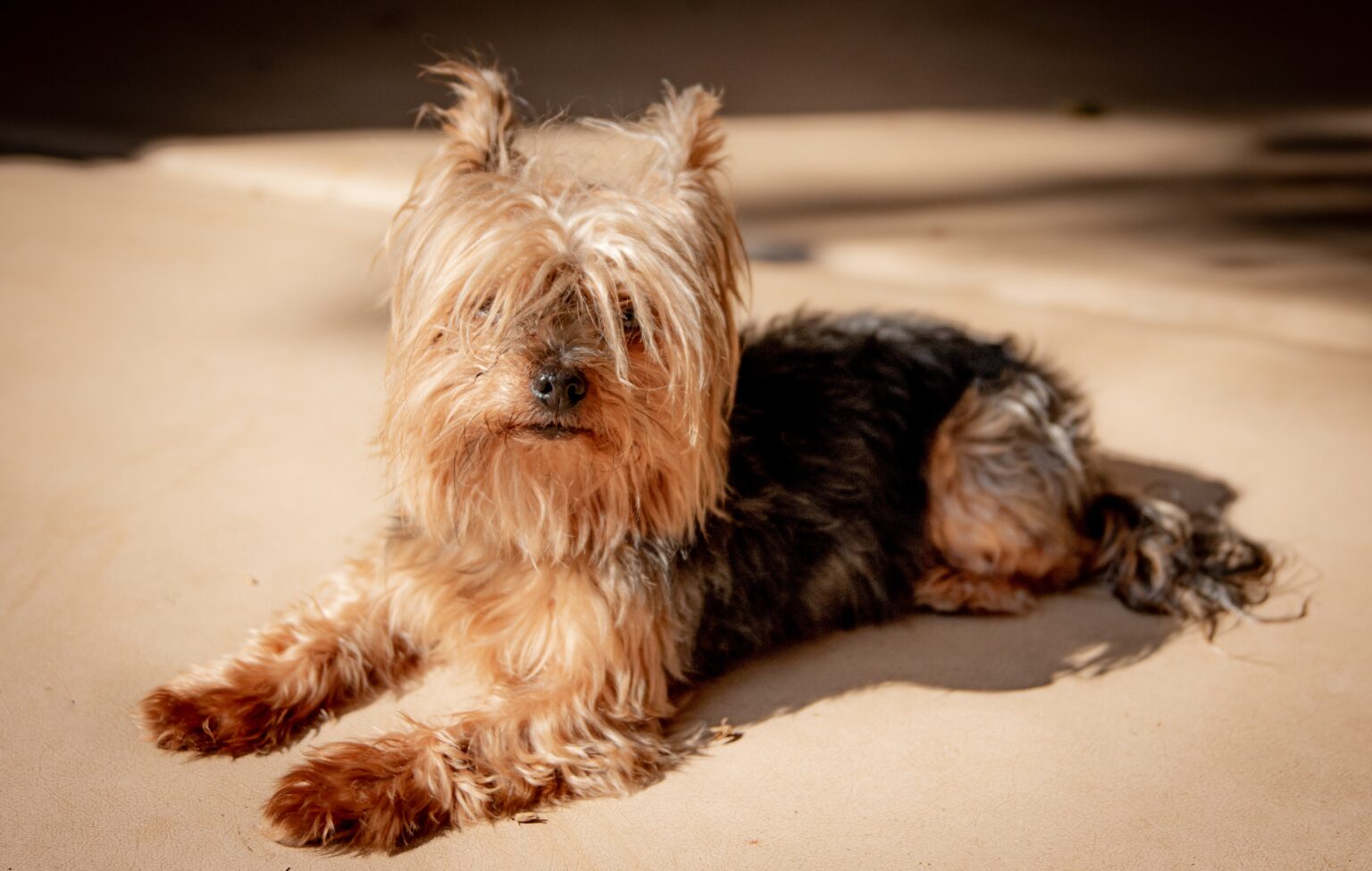 Are Yorkies easy to train? Everything you need to know!