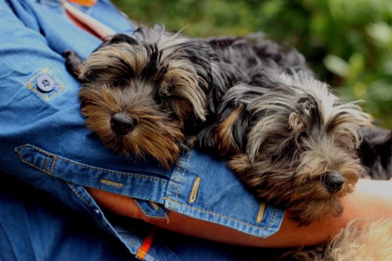 Are Yorkies easy to train? Everything you need to know!