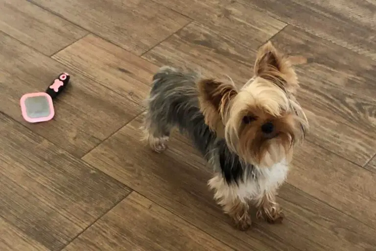 How to Groom a Yorkie: A Complete Guide