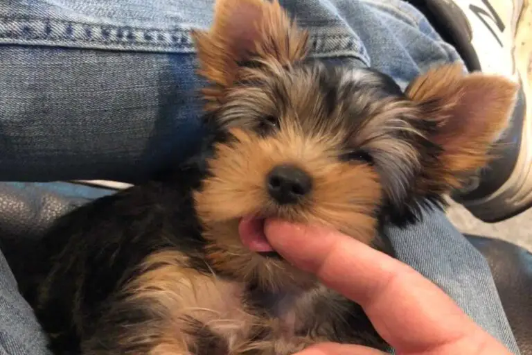 Why Does My Yorkie Stink? Everything You Need to Know